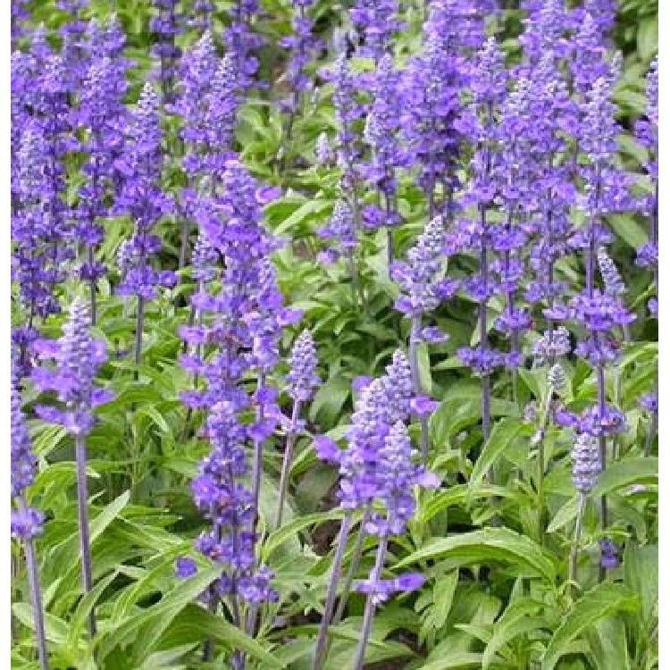 Hạt Giống Hạt Chia - Mỹ (Salvia hispanica) - 100 hạt