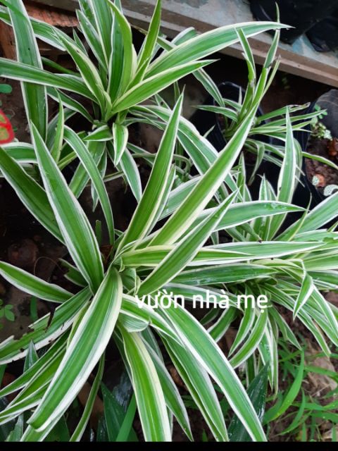 Bụi cây mẫu tử  gồm nhiều cây