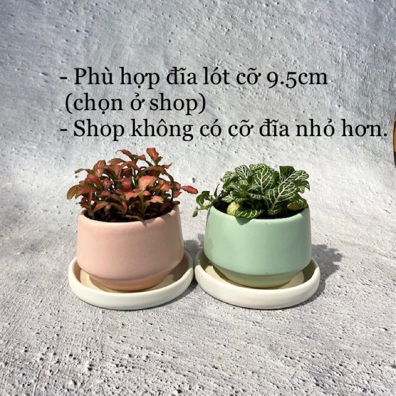 Chậu mini hình kim cương thấp 8x6cm, chậu trồng cây sen đá xương rồng