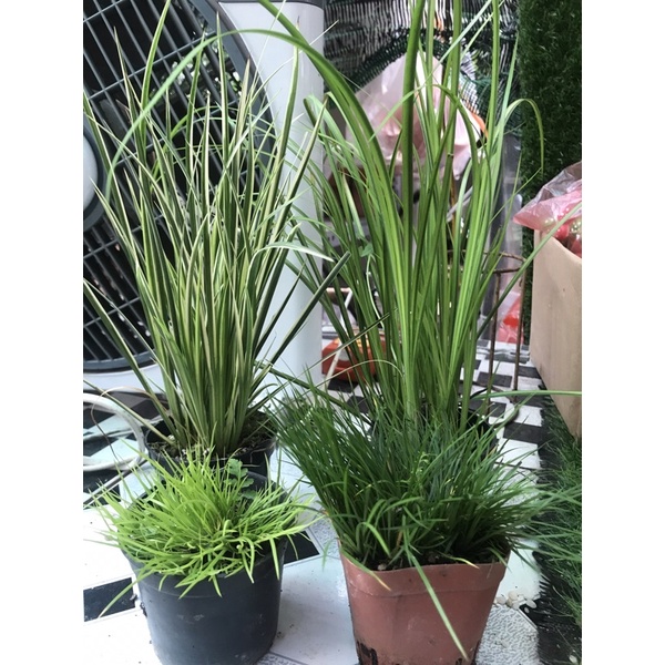 Cây Thạch Xương Bồ(cỏ thơm,nhiều công dụng)
