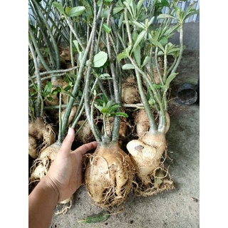Cây hoa sứ thái