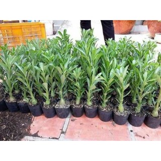 hoa sứ thái kép