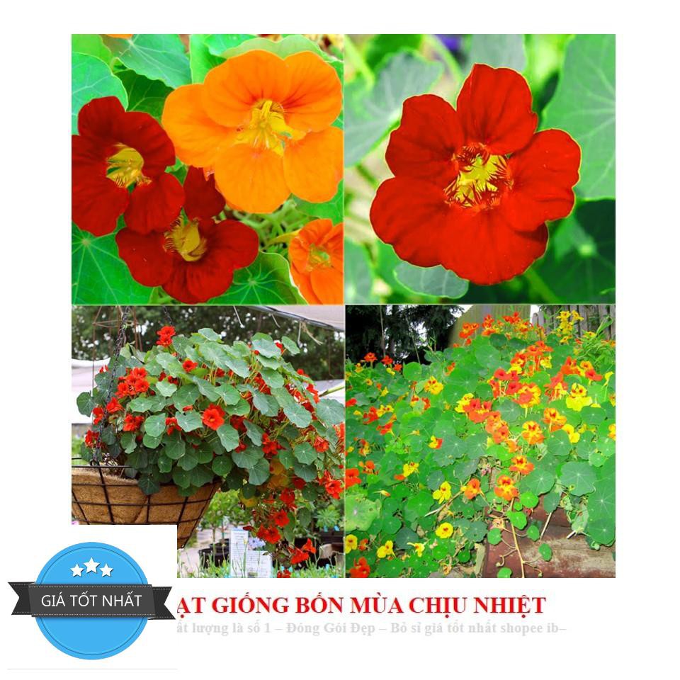 Hạt Giống Hoa Sen Cạn - 5 Hạt