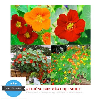 Hạt Giống Hoa Sen Cạn - 5 Hạt