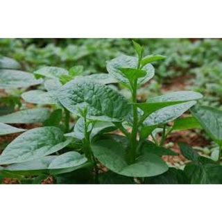 Combo 5 loại rau quả mùa hè (Mướp hương, Mồng tơi, Rau dền, Đậu đũa, Mướp đắng)