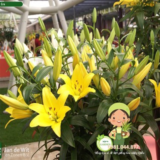 củ giống hoa ly cao trồng tết 2022 ( cam kết củ giống hà lan)