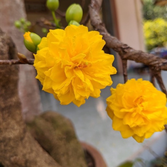 Hoa mai cúc vạn thọ_cây ghép chuẩn