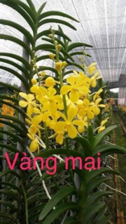 lan mokara- đủ màu (8 màu)