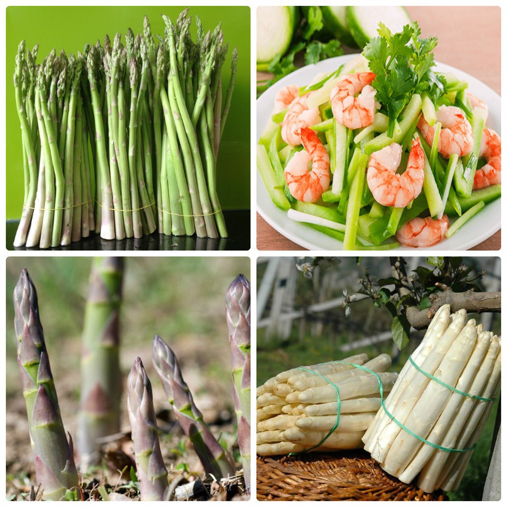 Bán buôn COMBO 2 loại măng tây xanh - tím TẶNG 1 phân bón bao đẹp