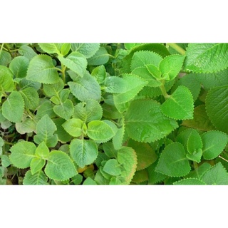 Hạt giống cây húng chanh
