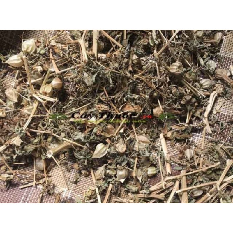 Cây tầm bóp/thù lù/lồng đèn phơi khô nhà trồng đảm bảo sạch 100%, giá 9k/100g (mua 1kg tặng 100g trái tầm bóp tươi)