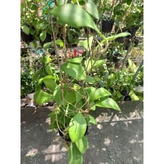 Cẩm cù Mindorensis Red hoa đỏ tuyệt đẹp