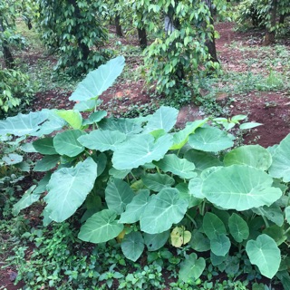 2 cây bạc hà (dọc mùng) con