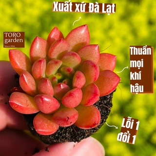 Sen đá ruby Đà Lạt size mini cây cảnh trang trí nhà cửa Toro garden