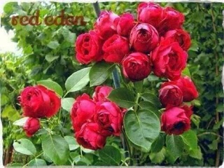 hồng ngoại dễ trần