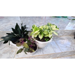 Cây trầu bà Trầu Bà Manjula Pothos (Trầu bà Ngọc Bích, )
