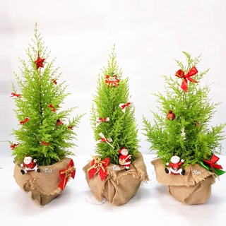 Cây tùng thơm giáng sinh trang trí noel đẹp cao 35-45cm