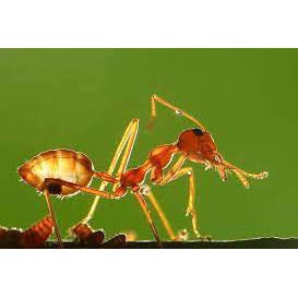 Weaver Ant Salt - Muối kiến vàng ăn bò 1 nắng đặc sản KrongPa Gia Lai