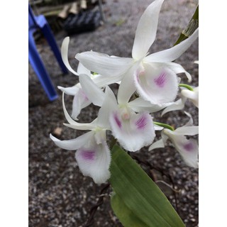 Phi điệp 5ct mắt xước hàng thái gieo hạt