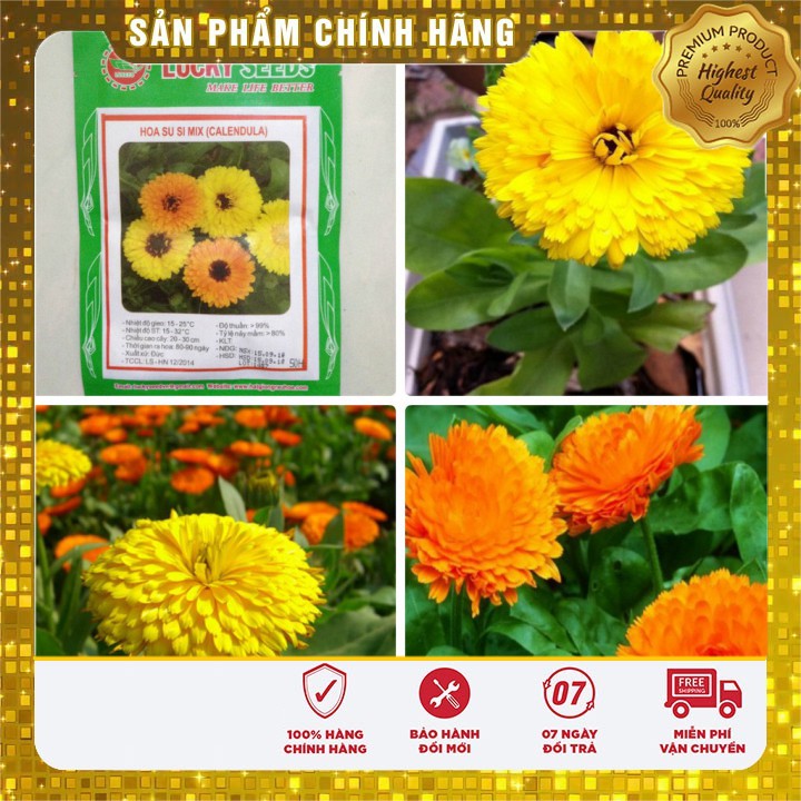 Hạt Giống Hoa Cúc Su Si Mix (50 hạt )