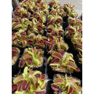 Cây bẫy kẹp - venus flytrap