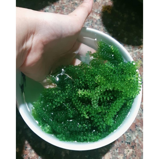 Rong nho biển hộp 200gram - Hộp 100gr ( 5 túi rong ) -Rong nho tách nước Green Food cao cấp