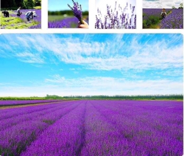 Túi thơm nụ hoa lavender( dùng được siêu lâu)