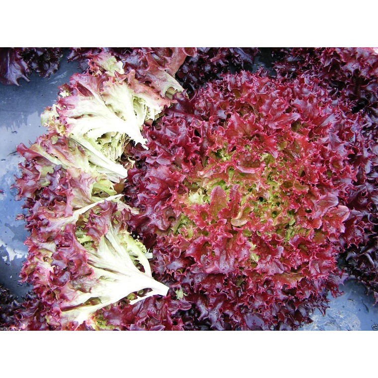 Hạt giống xà lách XOĂN TÍM F1