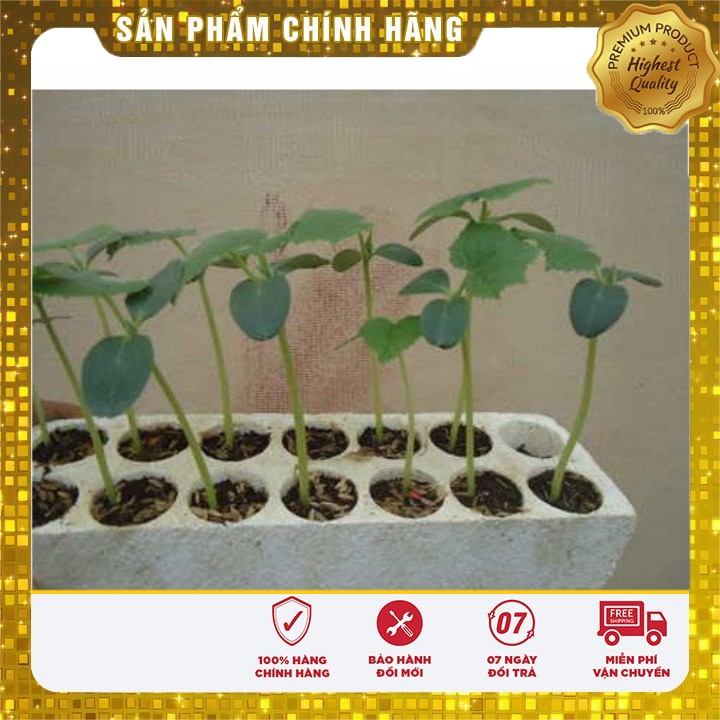 Hạt Giống Dưa Lưới Xanh 10 hạt