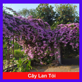 caykiengsadec - Cây lan tỏi đuổi rắn trồng hàng rào