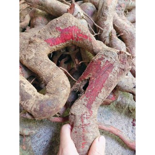 💥RỄ MÚ TỪN KHÔ
