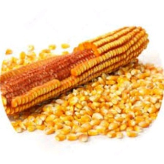 BẮP MỸ LÀM BẮP RANG BƠ 500g