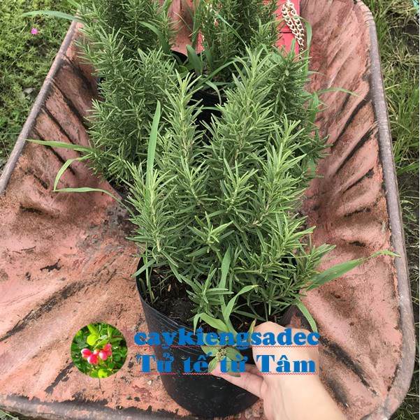 Caykiengsadec - Cây hương thảo + Tặng Phân Bón - trang trí nội thất cảnh quan sân vườn ngoài trời-hoa kiểng lá