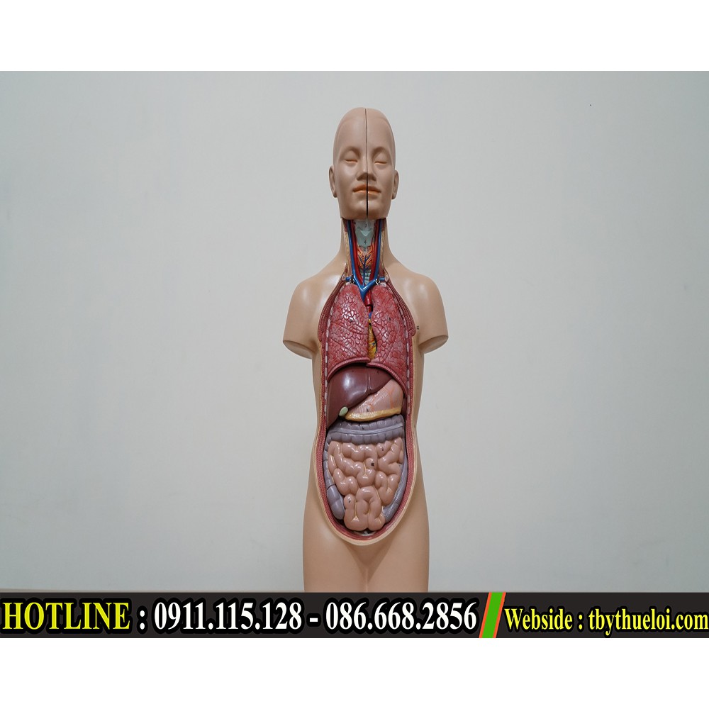 Mô hình giải phẫu nội tạng nam - Mô hình Giải phẫu cơ thể người