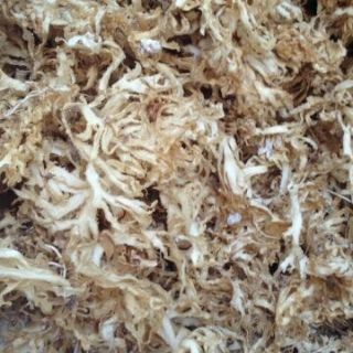 200g rau câu chân vịt Lý Sơn