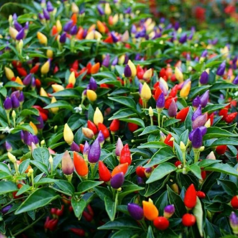 Hạt giống ớt ngũ sắc 10h