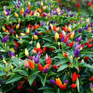 hạt giống ớt ngũ sắc 10h