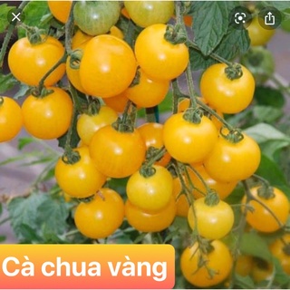 Hạt giống CÀ CHUA BI vàng 80 hạt