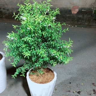 Chậu Cây Mai Chiếu Thuỷ