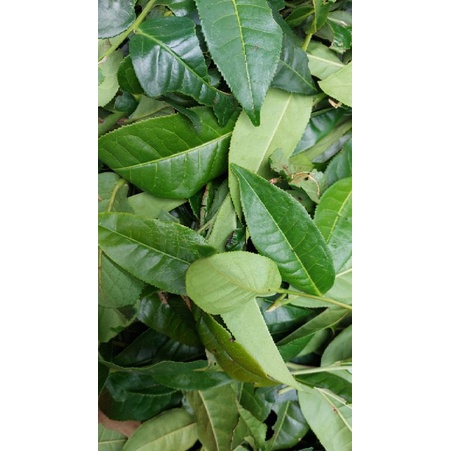 Trà xanh lâm đồng 500g