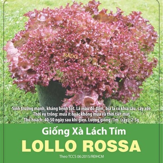 Hạt giống rau xà lách tím 0.5gram - Hạt giống Rạng Đông