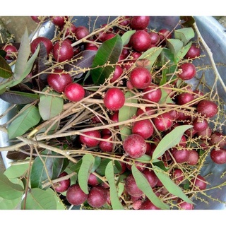 nhãn xuồng tím mau cho trái