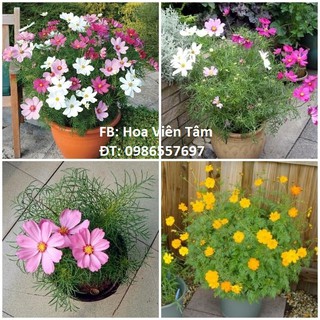 50 Hạt Hoa Cánh bướm, Sao Nhái