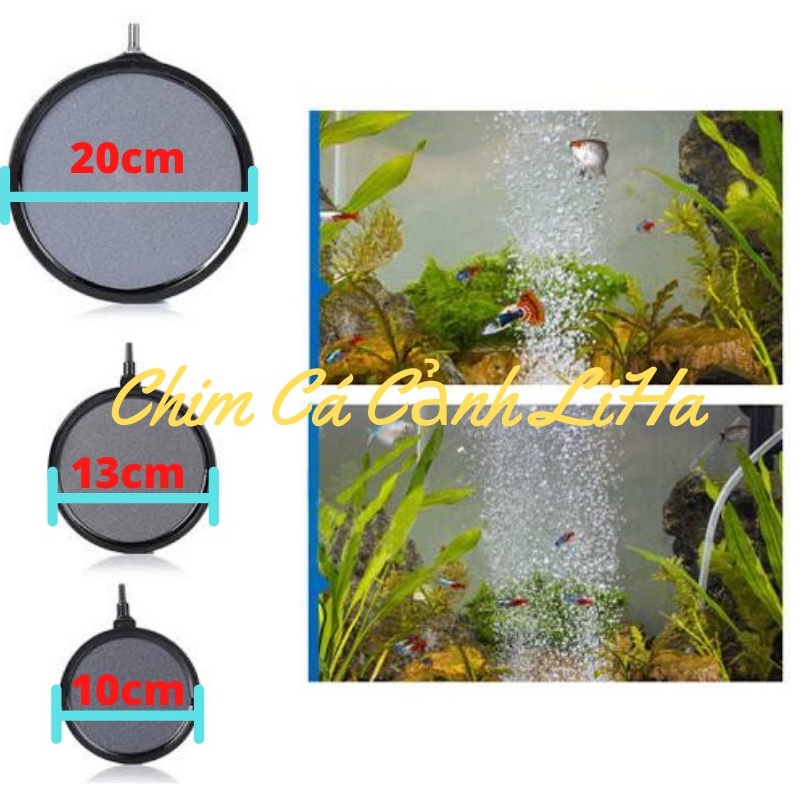 Sủi Đĩa Mịn 10cm 13cm 20cm - Đĩa Sủi Mịn Cho Bể Cá Cảnh