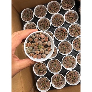 cây sen đá mông Lithops thạch lan size nhỏ