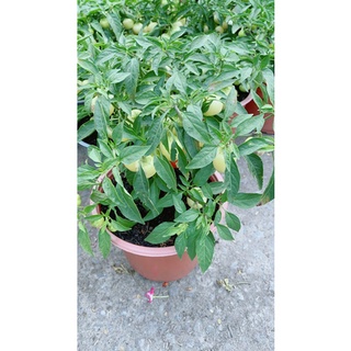 Cây Ớt Cà (Sẵn Trái)