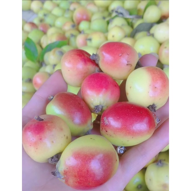 Táo mèo tươi ngâm rượu táo chọn đẹp 1kg