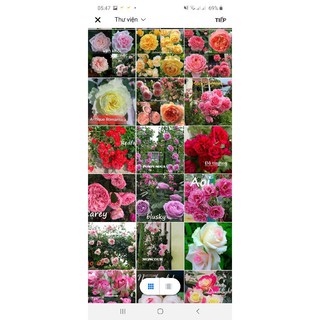 Com bo 10 cành chiết  rễ trần.hồng ngoại cả leo và bụi (toàn loại hoa bông  to thơm )