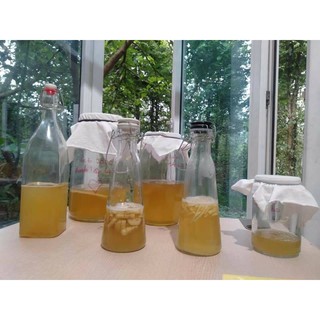 Scoby - nấm thủy sâm, làm dấm trà Kombucha