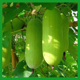 Hạt giống Bí Đao